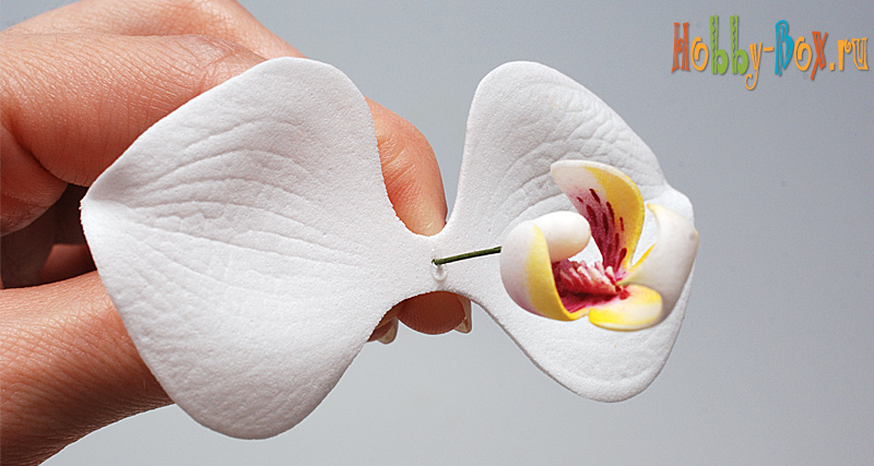 Мастер-класс «Белая орхидея Фаленопсис из фоамирана» - Hobby-Box.ru