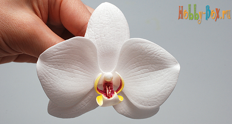 mc orchid hobby box 040